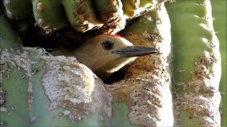 Gila woodpecker parents