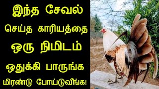 இந்த சேவல் செய்த காரியத்தை ஒரு நிமிடம் ஒதுக்கி பாருங்க | சேவலின் ஆணவம் | panchumethai