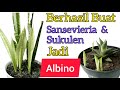 Cara Buat Sansevieria Jadi Warna Putih/Cara Merubah Sukulen Jadi Albino/Lidah Mertua Jadi Varigata