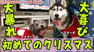 初めてのクリスマスに大喜びで大暴れしたハスキー犬とトイプードル Husky and Poodle