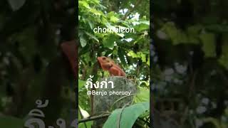 อยากเป็นกิ้งก่าจะได้ชูคอแบบนี้ chameleon |03-10-23| #shorts #กิ้งก่า #chameleon #สัตว์โลกน่ารัก