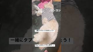 ゆっくり横になって★ゴールデンドゥードル★はなたろう #ゴールデンドゥードル #dog #goldendoodle