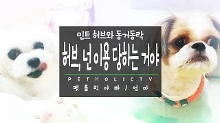 [반려동물! 동거동락] 허브, 넌 이용 당하는 거야!