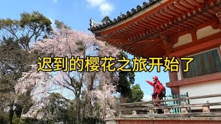 春季赏樱之旅～等了十天樱花终于开了。先睹为快，持续更新。