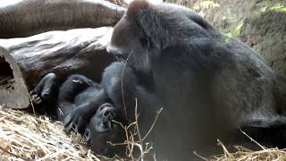 #01. Too cute! Gorilla baby (7 months old) \