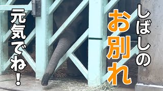 さみしいよー アルン元気でね！臨時休園前日のご挨拶まわり【上野動物園】