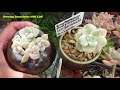 How I propagated and grow a lot of crested succulents