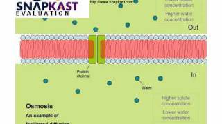 cell_membrane_video-480x320.mp4