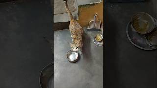 Mammi ko billi 🐱 par aaya gussa 😡#cat#trending #dog #cute#ytshorts #shorts#shortsvideo