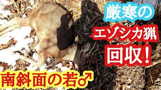 厳寒の【エゾシカ猟】南斜面の若♂　回収！ヘッドショット