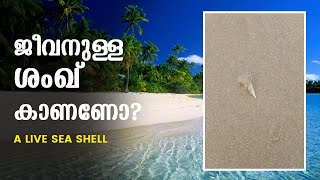 A live sea shell | ജീവനുള്ള ശംഖ് | Sea shells live | #shorts