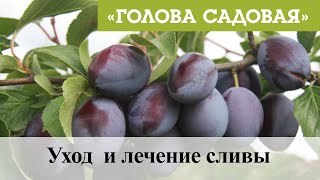 Голова садовая - Уход  и лечение сливы