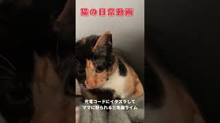 コードにいたずらしてママに怒られる三毛猫ライム1歳 #youtubeshorts #cat