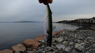 Årets første Makrell - 11 Mai 2021 - Oslofjorden - Fisketur - Oslo Norway - First Mackerel - Fishing