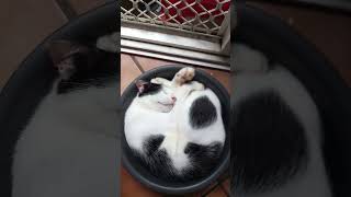 Funny cat having best life!வேடிக்கையான பூனை இளவரசனைப் போல வாழ்கிறது!#cat #funny #cutecat