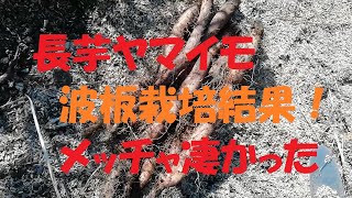 ヤマイモ・長芋の波板栽培驚きの収穫