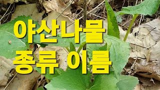 야산나물 종류 여러가지 산나물을 산행중에 만났어요