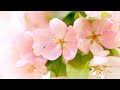 Relaxing Morning Music Positive Energy And Stress Relief Taylor