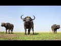 african buffalo sound