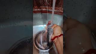 তেলাপিয়া মাছটা সৱষেবাটা দিয়ে ঝাল কৱবো।।#viralvideos #cooking #fish #vial