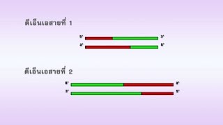 หลักการของพันธุวิศวกรรม วิทยาศาสตร์ ม.4-6 (ชีววิทยา)