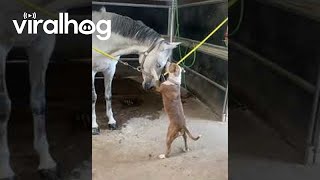 Dog Lovingly Licks Horse's Forehead || ViralHog