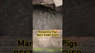 Mangalitsa pigs produce some of the best pork I’ve ever ate! #homestead #pigs #pork #farmanimals