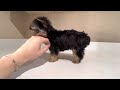 evaluating your yorkie puppies adult size