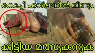 കൊച്ചി ഹാർബറിൽ നിന്നും കിട്ടിയ മത്സ്യകന്യക ഒന്നും കണ്ടുനോക്കു