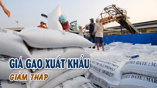 Giá gạo xuất khẩu giảm thấp | VTV CẦN THƠ