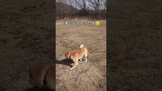 中途半端な柴犬こむぎ君　#shorts #shiba #shibainu #柴犬 #こむぎ #ドッグラン