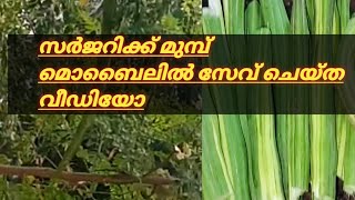 എൻ്റെ കുഞ്ഞ് കൃഷിത്തോട്ടത്തിൻ്റെ ഇപ്പോഴത്തെ അവസ്ഥ