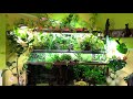 Akvarium, Paludarium, Florarium