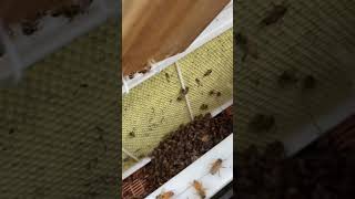 Installing Italian Honey Bees in apimaye hive