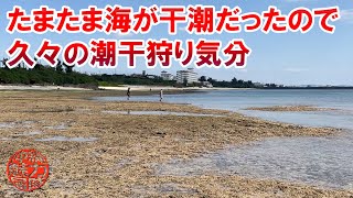 【波平海岸】たまたま読谷の綺麗な海が干潮だったので久々に潮干狩り気分を味わう！