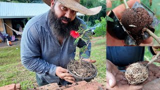 clonei essa planta usando uma ESFERA DE ROOTER