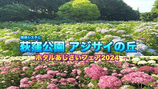 【満開のアジサイの丘2024】【環境システム荻窪公園〜ホタルあじさいフェア〜】【群馬県　前橋市】／4K／Hydrangeas in full bloom／Ogikubo Park