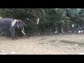 edappal kulangara utsavam elephant in violent must watch