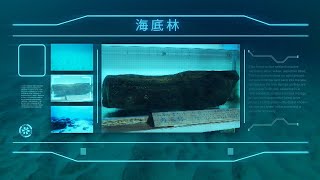 【映像3作目】入善の海底浪漫～海底林の謎　海底湧水～