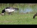 lesser white fronted goose in comparison to some other birds dwerggans en co