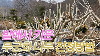 [Vlog] 밭에서 키우고 있는 무궁화 나무 전정하는 방법