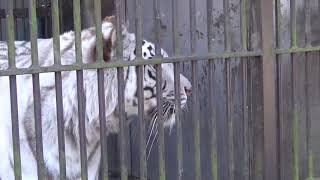 2018.12.24 宇都宮動物園☆ホワイトタイガーのアース王子＆シラナミ姫_03