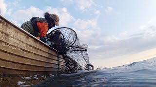 Eels get a helping hand on Lake Ontario