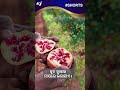 ଡାଳିମ୍ବ ବା ବେଦନା ଚାଷ ପ୍ରଣାଳୀ pomegranate farming tips