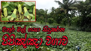 වතුර මල් සවිකර  පිපිඤ්ඤා වගා කිරිම l Cucumber cultivation l පිපිඤ්ඤා වගාවක් මුල සිට l ipinna wagawa