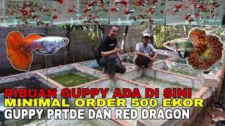 BUDIDAYA GUPPY PLATINUM RED TAIL DAN RED DRAGON HASILKAN RIBUAN GUPPY