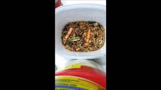 Mealworm Pollution 2018 Part #1577 27