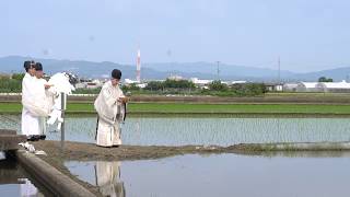 石清水八幡宮【公式】平成２９年６月１８日　御田植祭