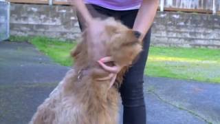 Dog Training Basics: Understanding Positive Reinforcement