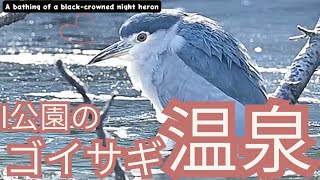 【ゴイサギ】ゴイサギ温泉とゴイサギダンス / A black-crowned night heron bathing and dance in Park I.